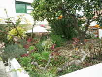 Das Ferienhaus El Patio de Naranjo in Granadilla Teneriffa Sd. Dre Orangenbaum